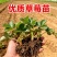 草莓苗红颜奶油九香草莓苗品种纯正