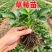 草莓苗红颜奶油九香草莓苗品种纯正