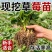 草莓苗红颜奶油九香草莓苗品种纯正