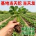 草莓苗红颜奶油九香草莓苗品种纯正