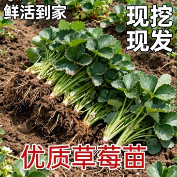 草莓苗红颜奶油九香草莓苗品种纯正