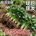 草莓苗红颜奶油九香草莓苗品种纯正