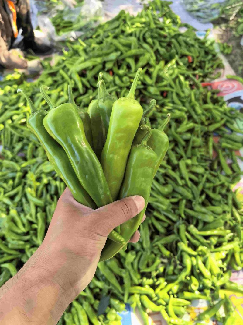 精品绿辣妹子