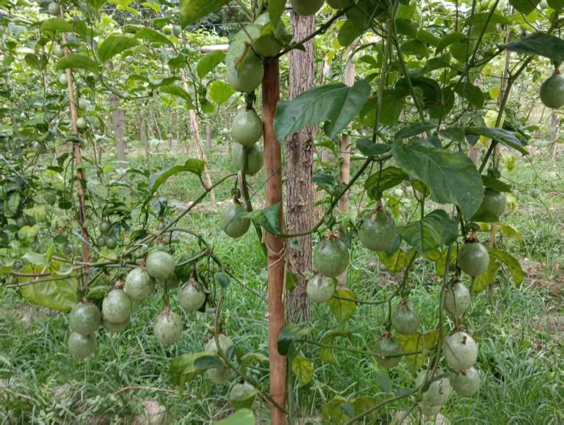 黄金百香果大果