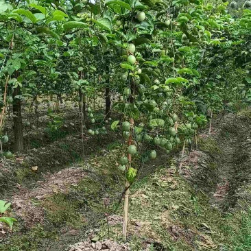 黄金百香果大果