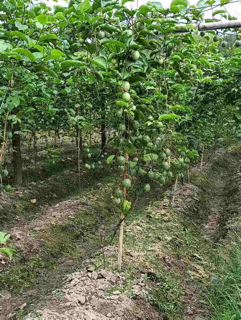 黄金百香果大果