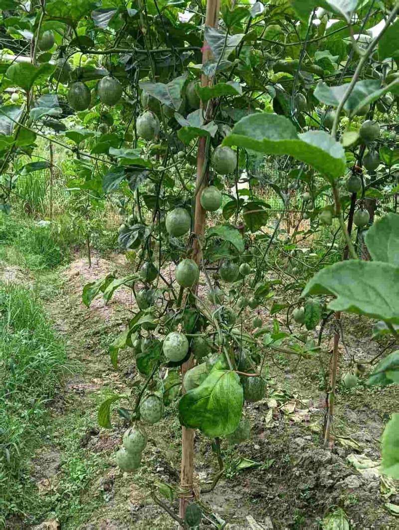 黄金百香果大果