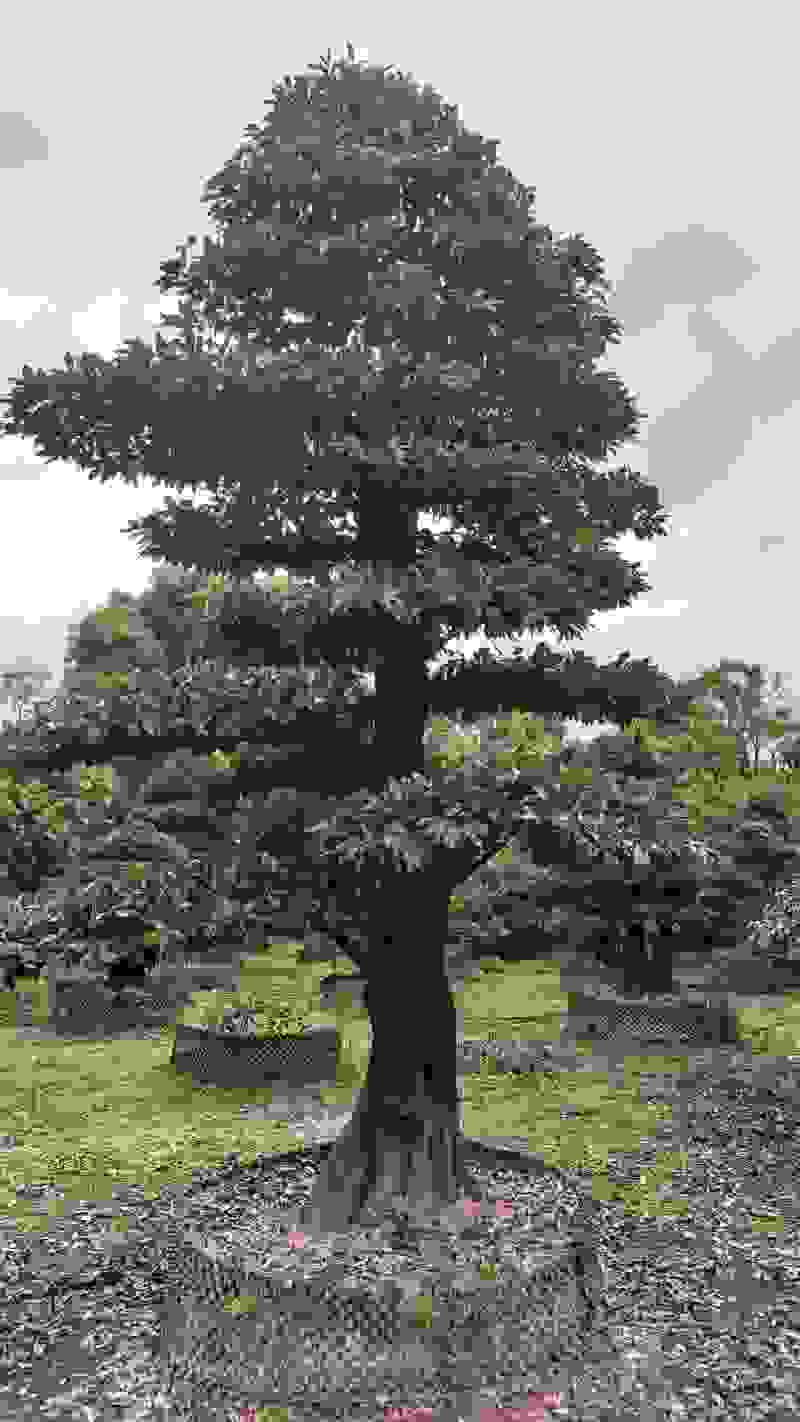金弹