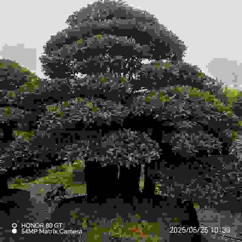 金弹