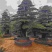 金弹