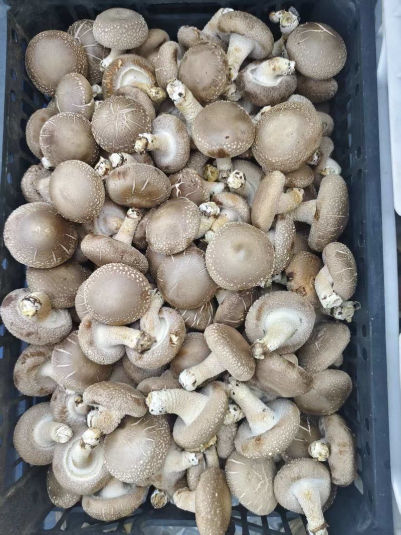 精品大白产地直发质优价廉