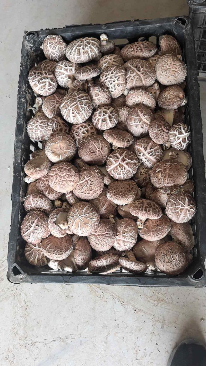 精品大白产地直发质优价廉