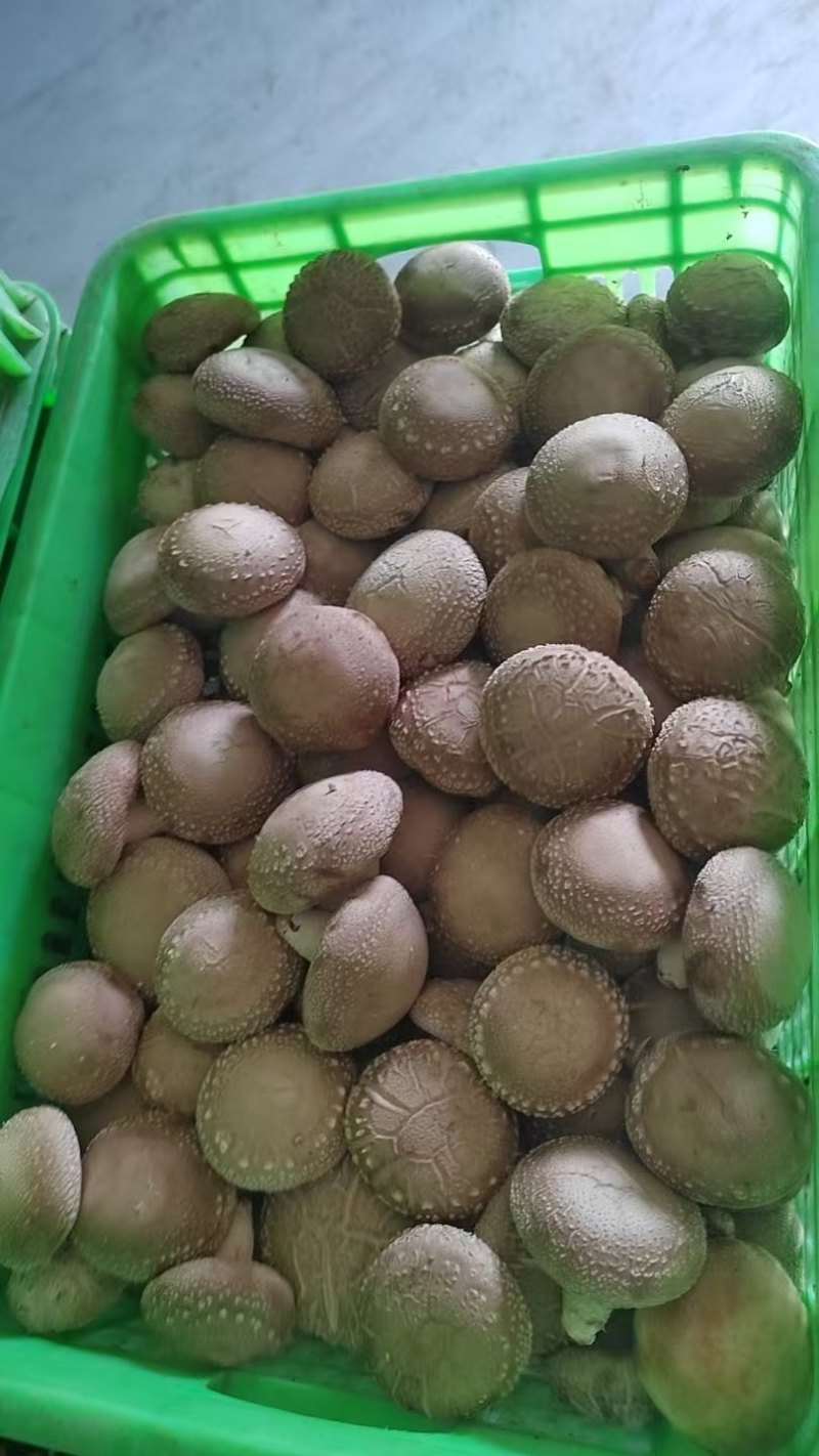 精品大白产地直发质优价廉