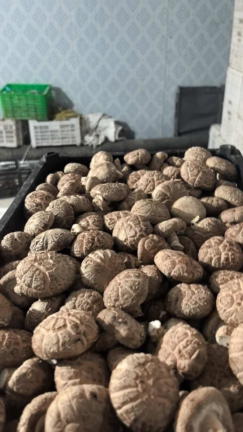 精品大白产地直发质优价廉