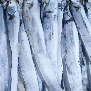海捕冷冻带鱼段整条带鱼冻品海鲜餐饮批发源头供货