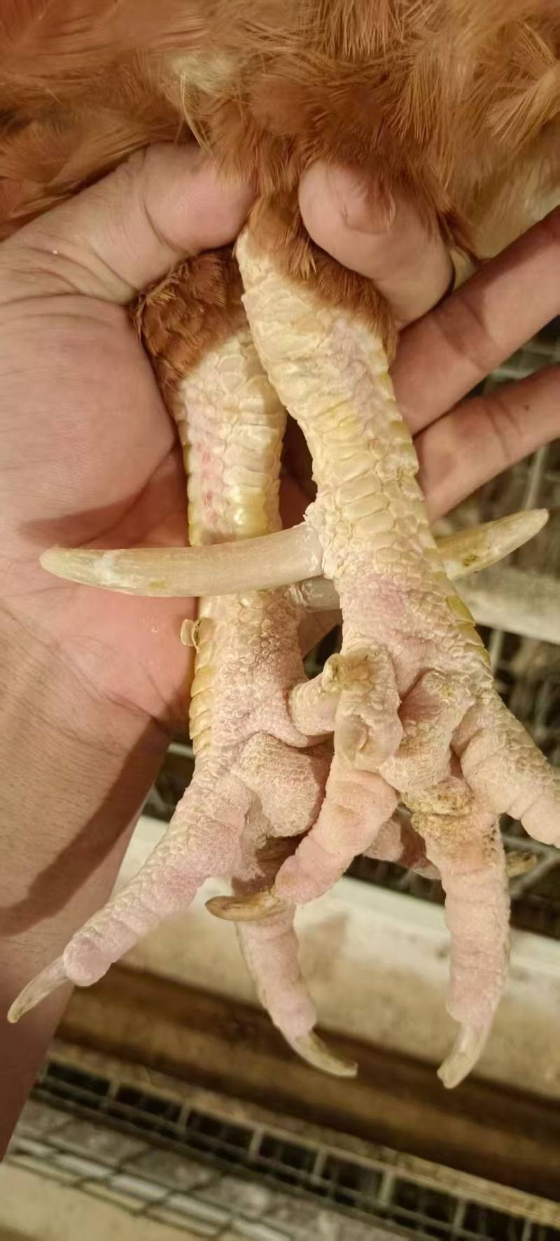 500天的成年老公鸡。