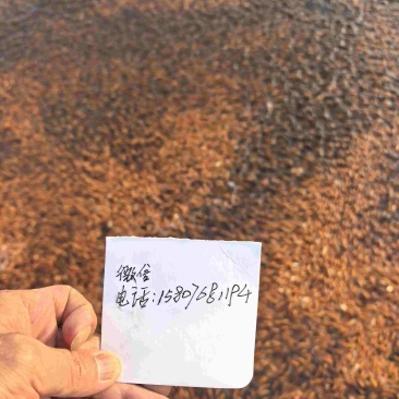 大量红鲤鱼苗面向潮汕周边发售