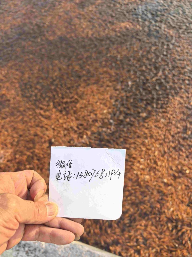 大量红鲤鱼苗面向潮汕周边发售