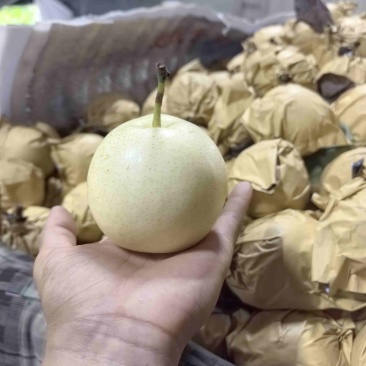 皇冠梨