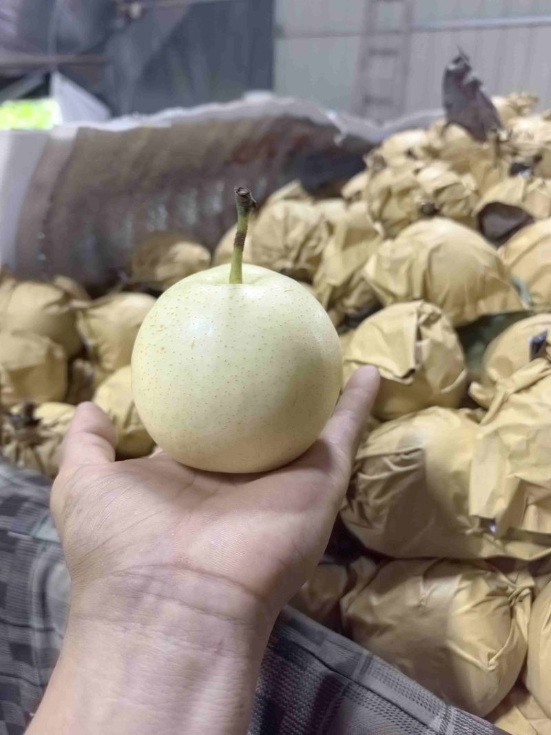 皇冠梨