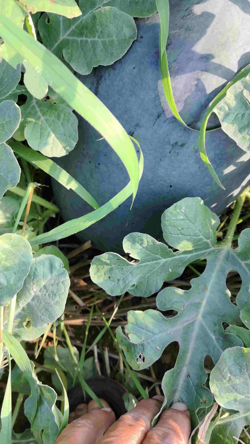 高亢八号西瓜麦茬头茬价格随行，自卖