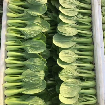 曹县蔬菜基地直供