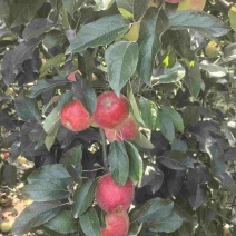 鲁丽苹果
