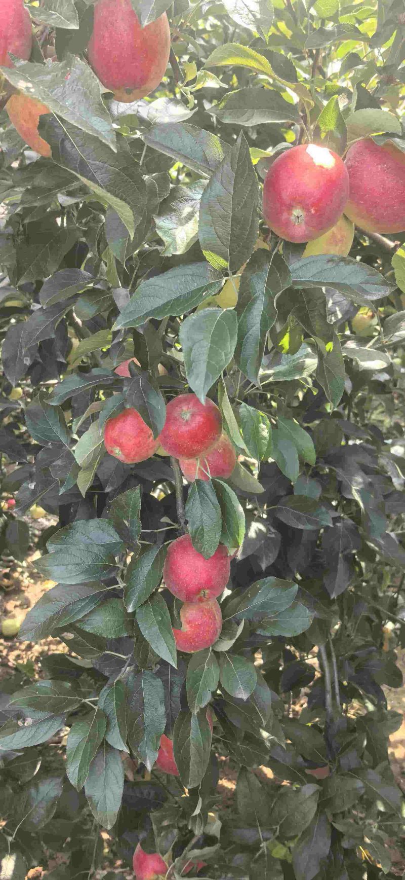 鲁丽苹果