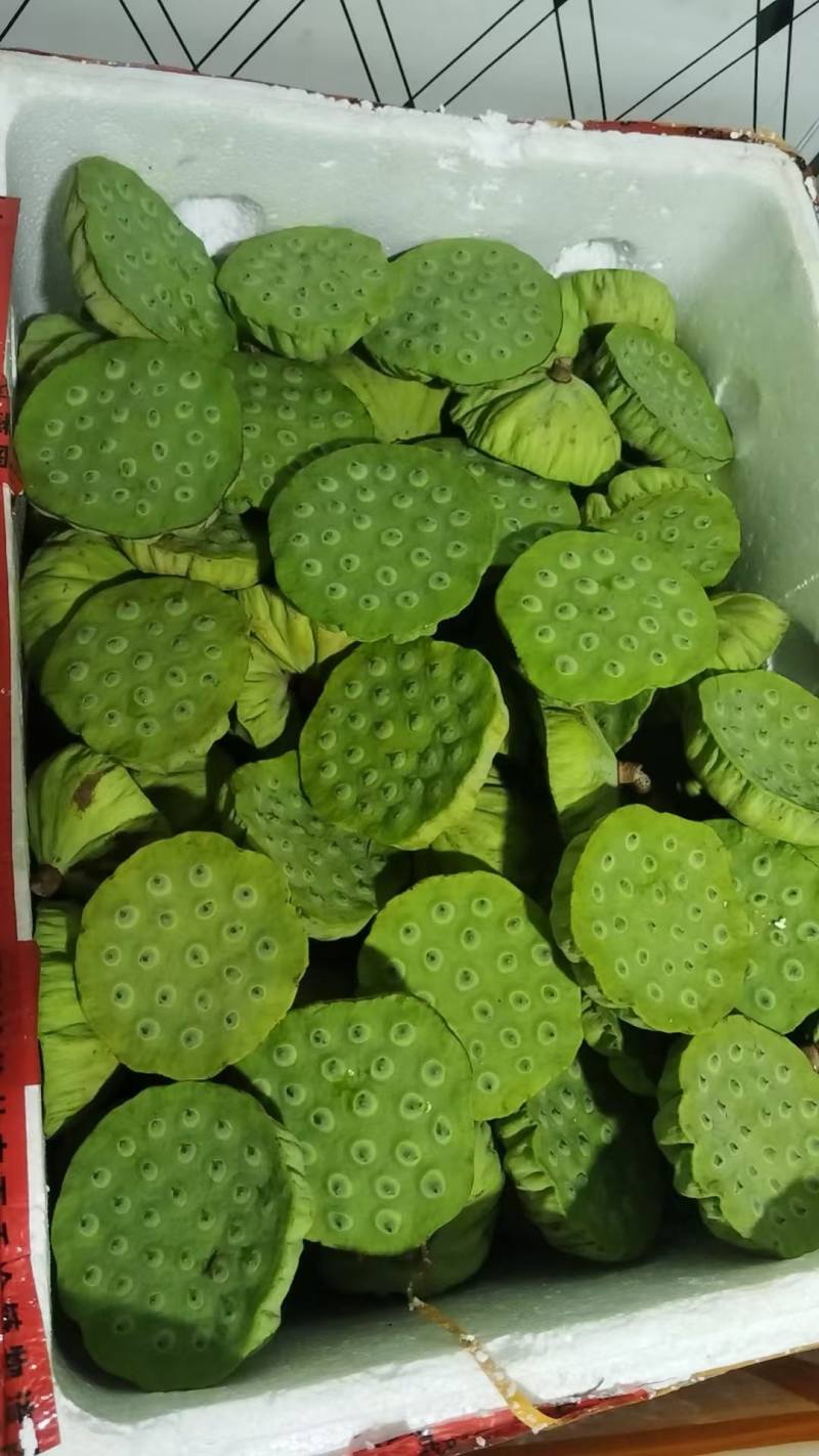 江西水果莲蓬