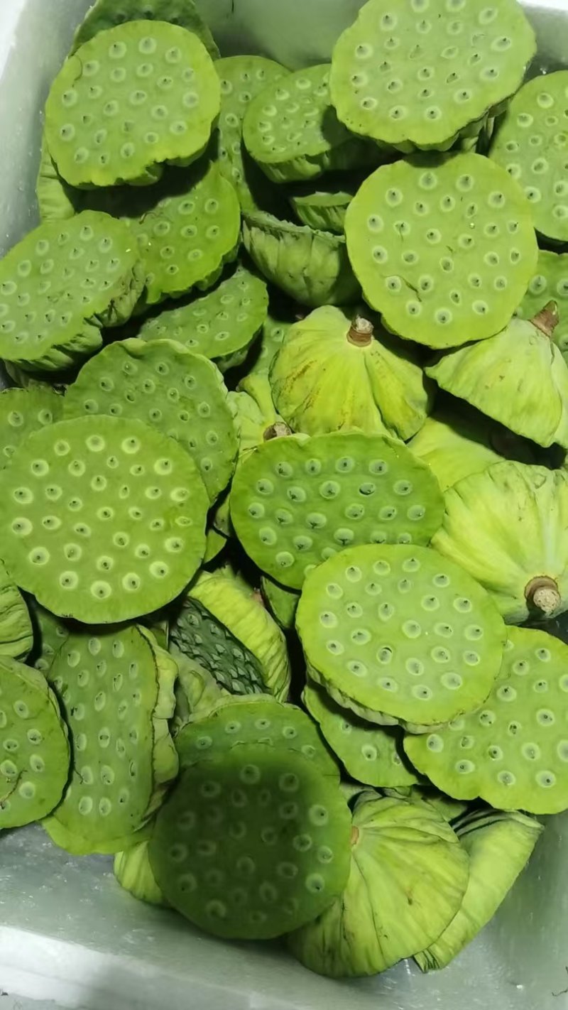 江西水果莲蓬