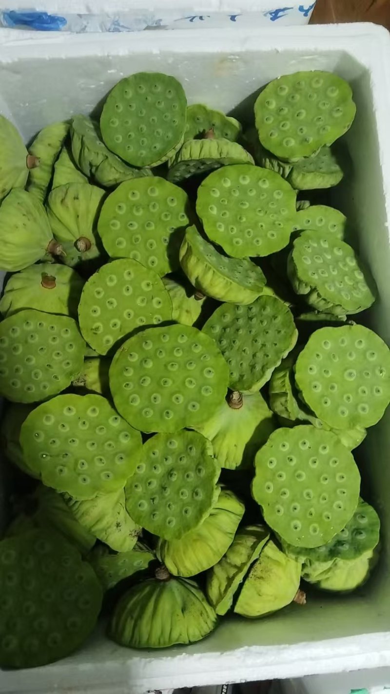 江西水果莲蓬
