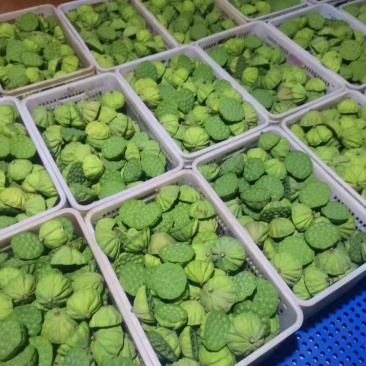 江西水果莲蓬