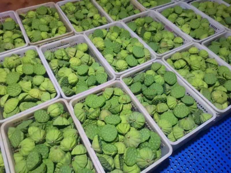 江西水果莲蓬