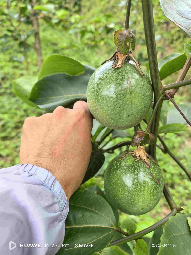 高山钦蜜九号果上市