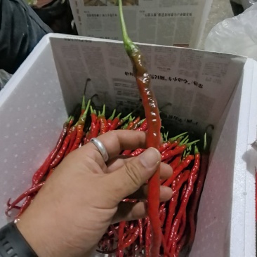 贵州本地鸡肠红