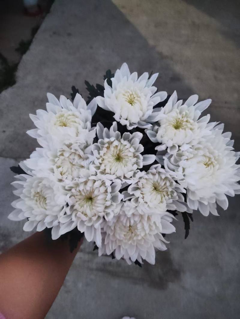 东海基地鲜切白菊黄菊祭祀切花菊产地直发批发