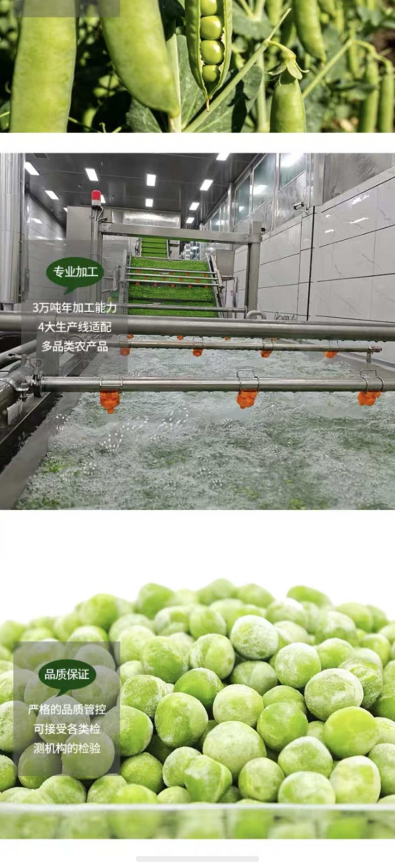 速冻青豆