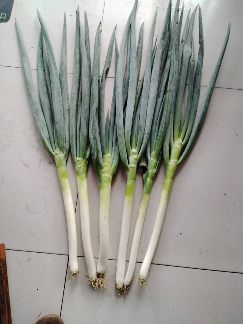 铁杆大葱