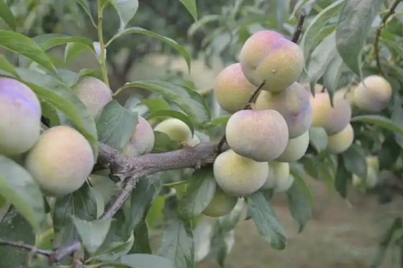 求购半边红，青脆李，小脆红