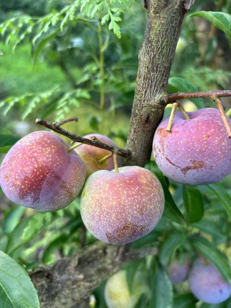 求购半边红，青脆李，小脆红