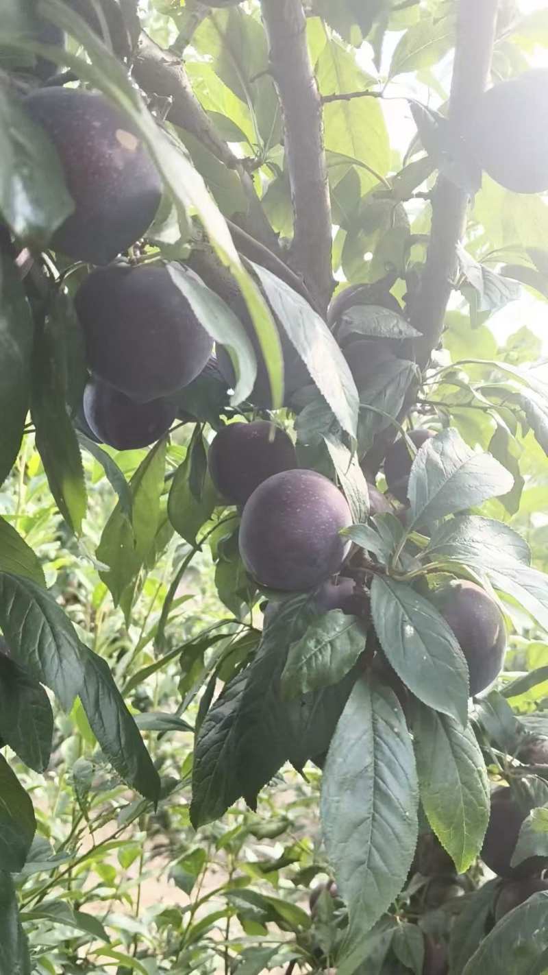 求购半边红，青脆李，小脆红