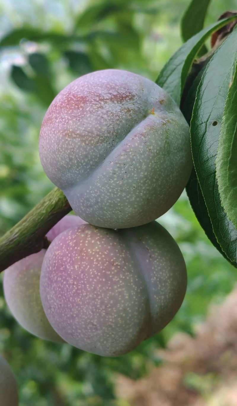求购半边红，青脆李，小脆红