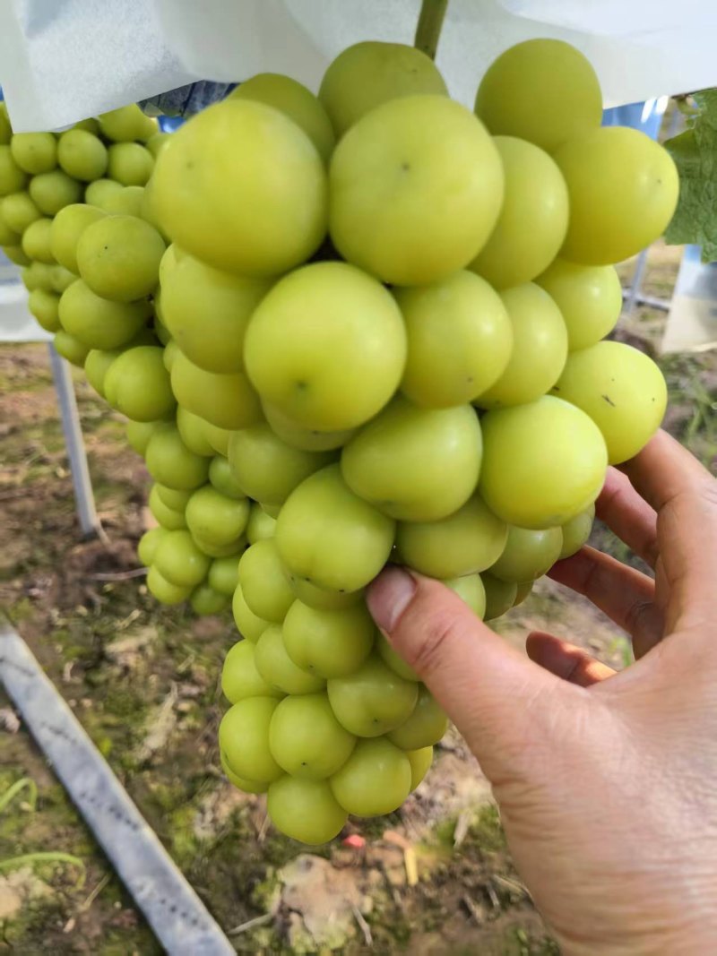 10万斤阳光明媚