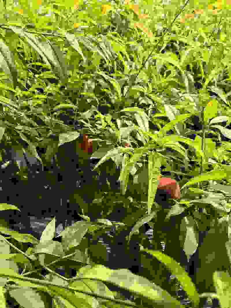 14号桃、绿化九桃
