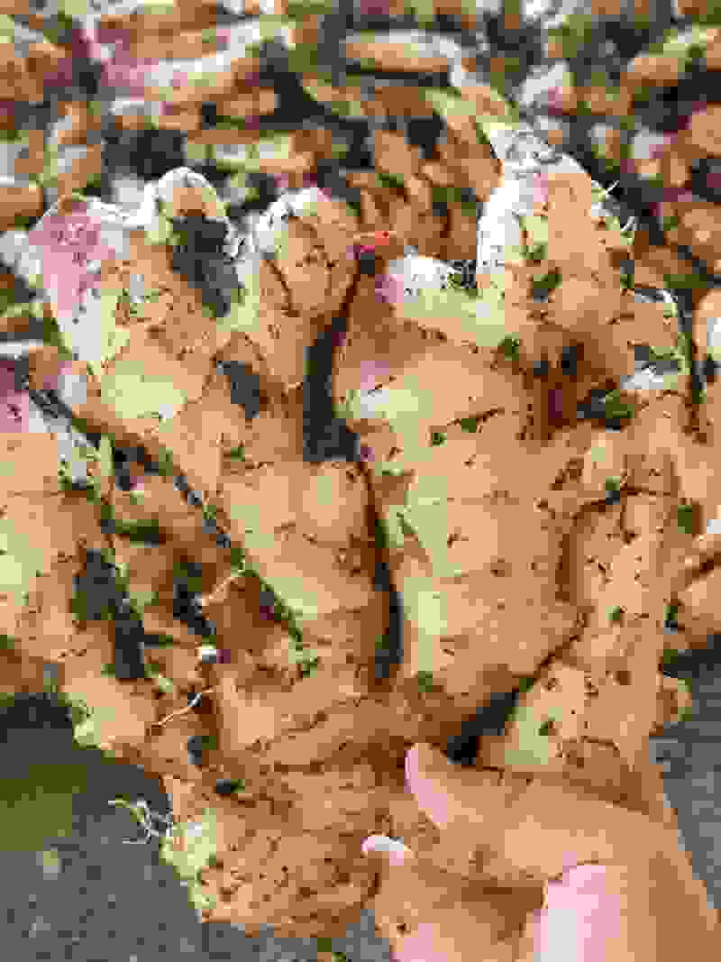产地现挖泥姜红芽嫩姜子姜