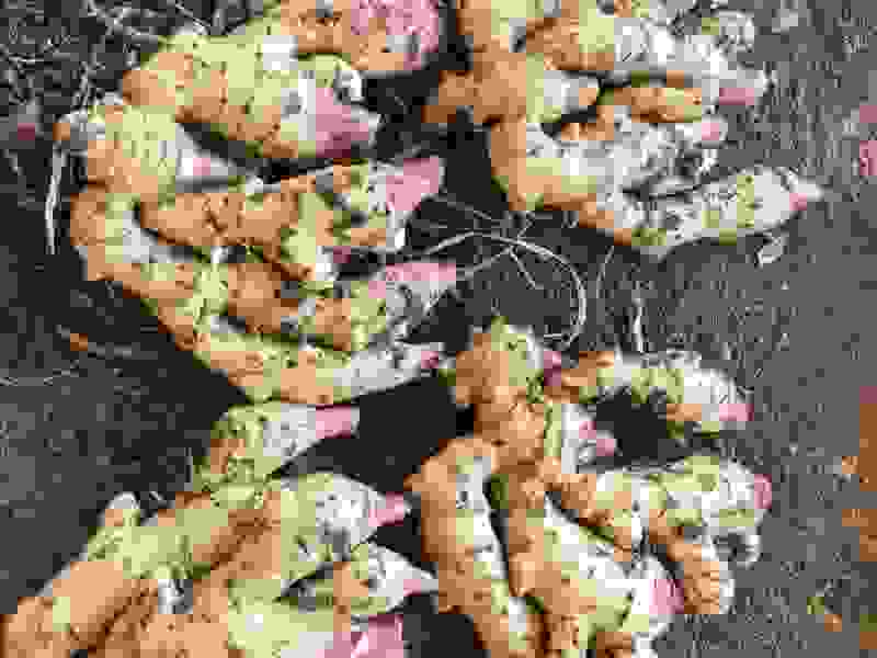 产地现挖泥姜红芽嫩姜子姜