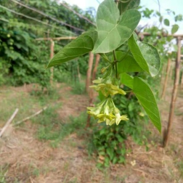 应季夜香花一手货源正品保障