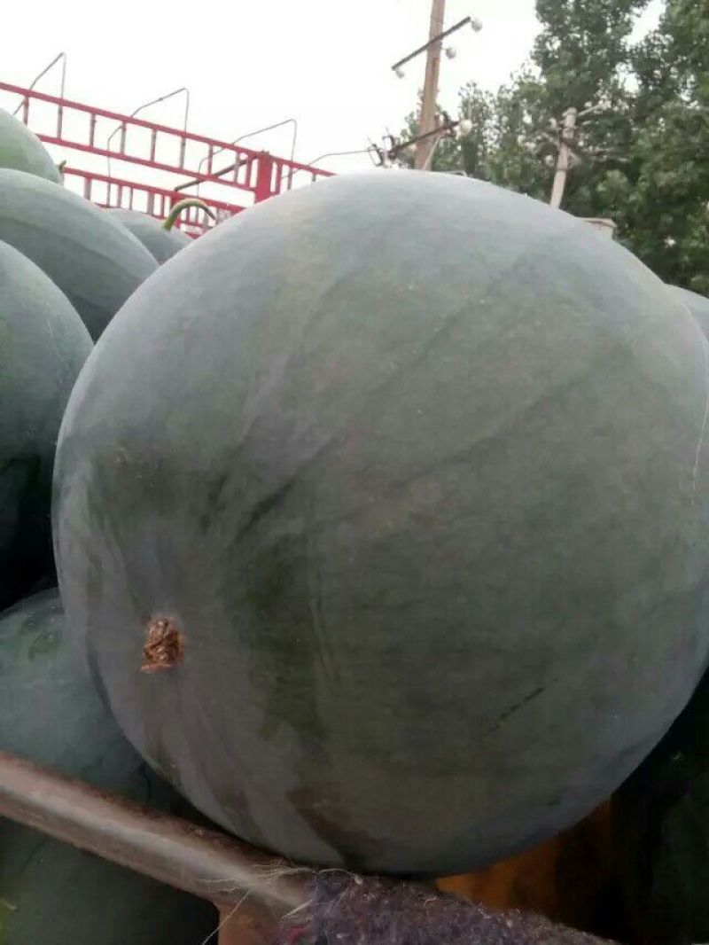 正品保障西瓜全国包邮
