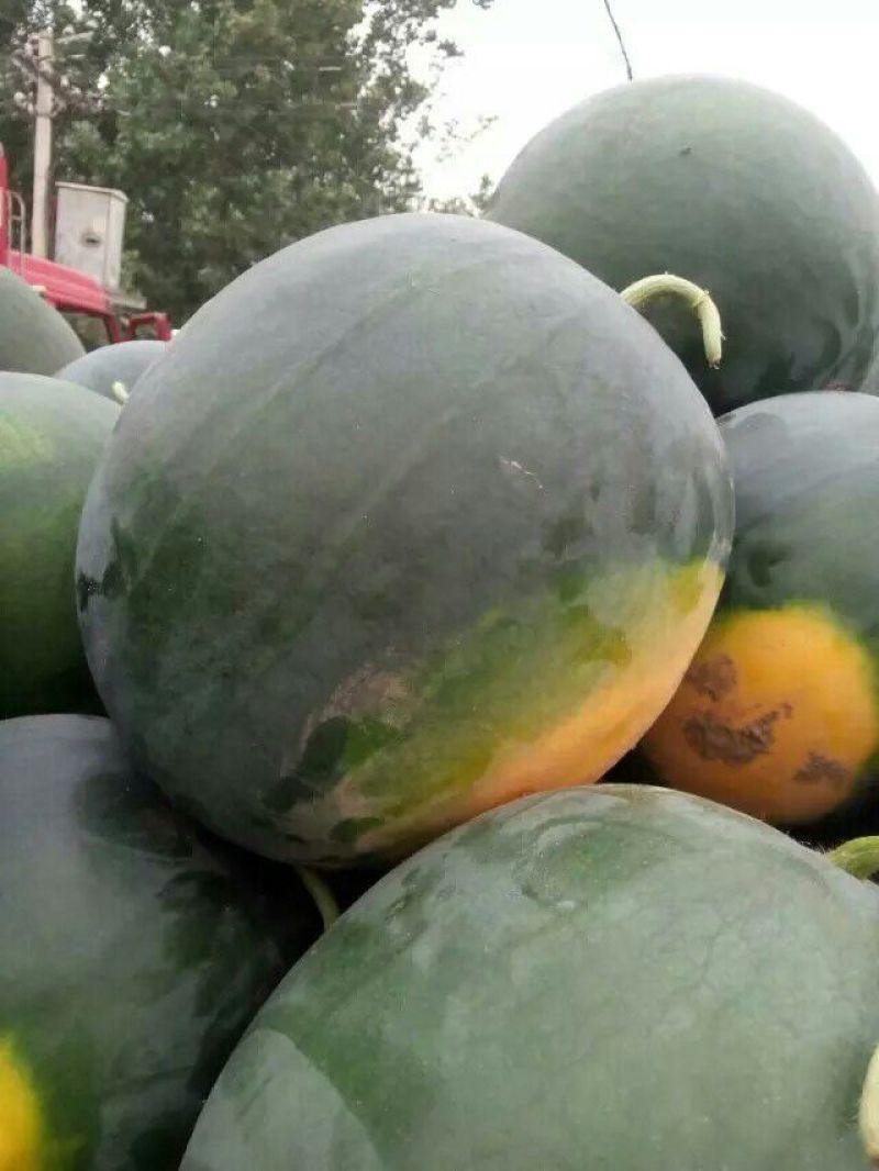 正品保障西瓜全国包邮
