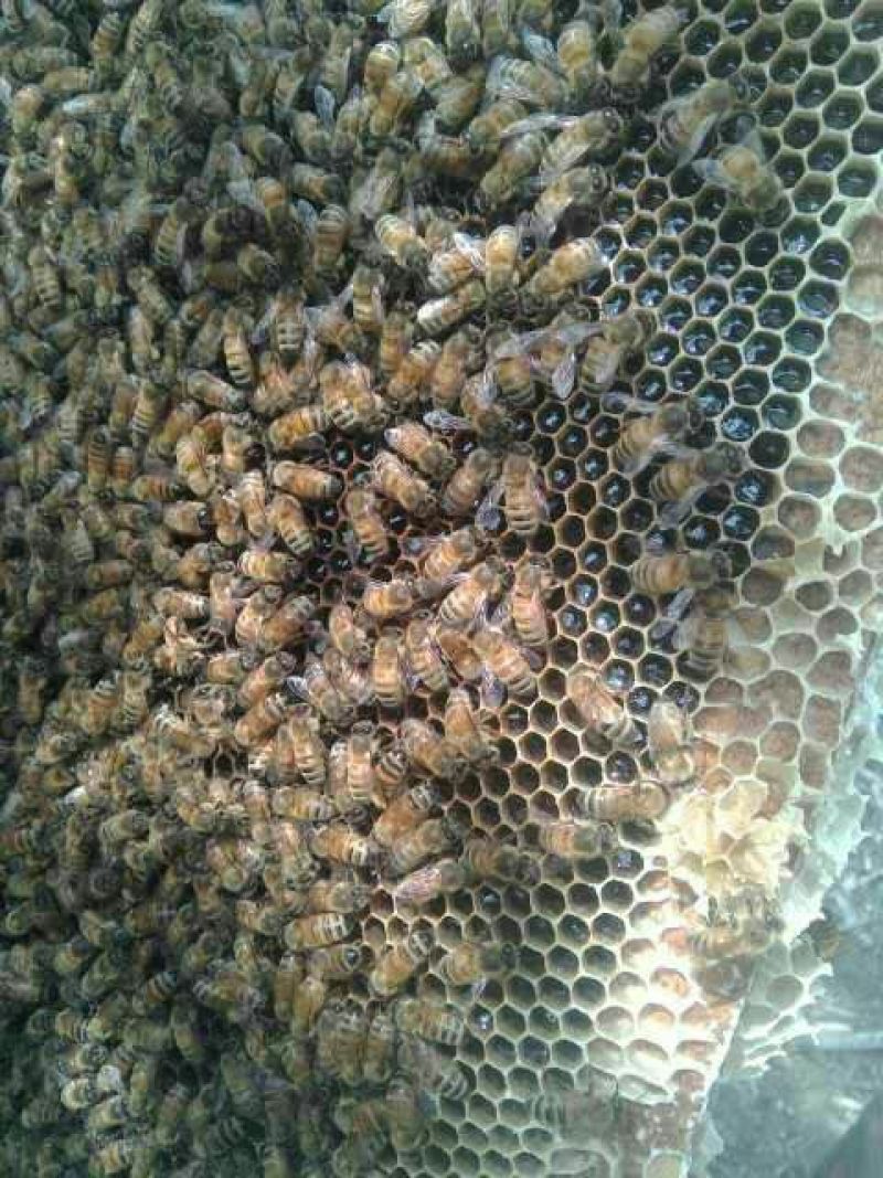熊蜂
